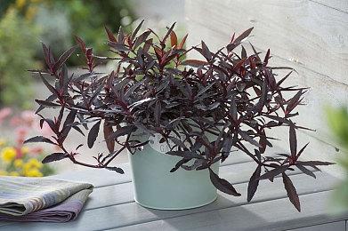 黑曜石想活100年 专注于小而精的公司规模